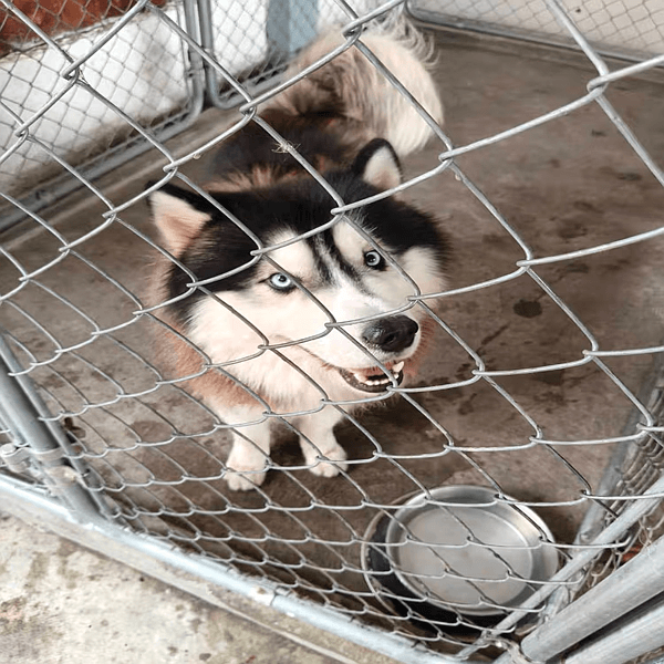 บริการส่งสัตว์เลี้ยง